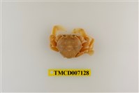 藏品(短刺伊氏蟹)的圖片